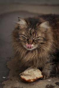кота одобряее пост...