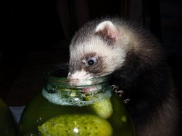 Хорики-самые классные! Чистоплотные, аккуратные, своих не кусают. и спят всё время.