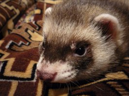 Хорики-самые классные! Чистоплотные, аккуратные, своих не кусают. и спят всё время.