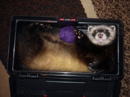 Хорики-самые классные! Чистоплотные, аккуратные, своих не кусают. и спят всё время.