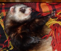 Хорики-самые классные! Чистоплотные, аккуратные, своих не кусают. и спят всё время.