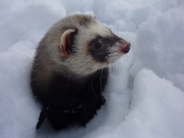 Хорики-самые классные! Чистоплотные, аккуратные, своих не кусают. и спят всё время.