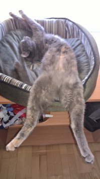 50 очаровательных спящих котят 