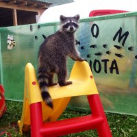 13 фотографий, после просмотра которых вы полюбите енотов