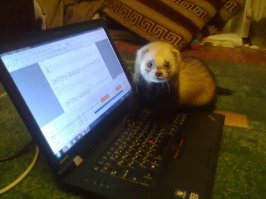 15 фото, которые заставят вас полюбить хорьков