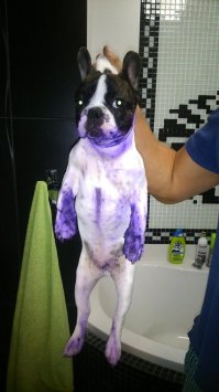 20 мохнатых проказников, которые никак не ожидали, что хозяин придет так рано