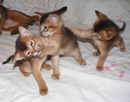 А потом банда проснулась !!!