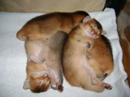 50 очаровательных спящих котят 