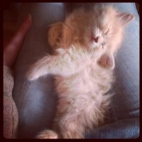 моя, когда была мелкой. Сейчас поудобней спит=)