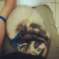 мой мальчик... такой вот  у меня был...
в детстве
и уже взрослый. Лысобрюхий потому что после операции (не понимали что с ним, пришлось резать, смотреть- было подозрение на рак, к счастью, ничего плохого не обнаружили).