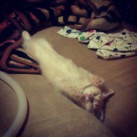 моя, когда была мелкой. Сейчас поудобней спит=)