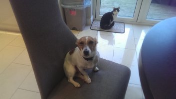 вот мой. нассал . через минуту опять будет довольный, мячик носить что-бы покидал :)