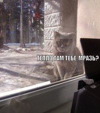 Если бы мой кот мог говорить