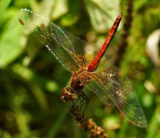 Водяные клещи на стрекозах...