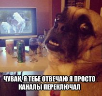 20 мохнатых проказников, которые никак не ожидали, что хозяин придет так рано