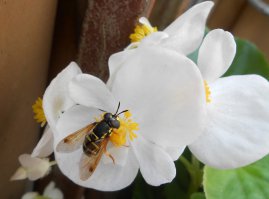 полосатый мух
P.S. на место не претендую )))