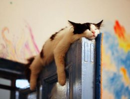 50 очаровательных спящих котят 