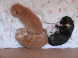 В прошлом году кошка на даче окотилась