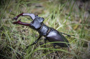 А енто моя домашняя живность