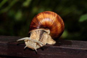 А енто моя домашняя живность