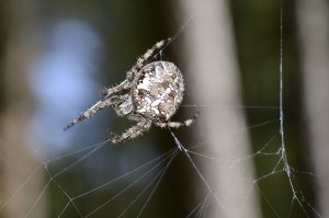 У себя  в альбоме парочку отыскал. Фоткал на nikon d3200 с 35мм линзой.