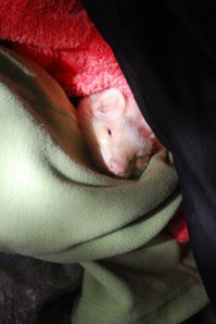 У меня была такая лапочка-Эвочка.Ночью в клеке с замками закрывали,т.к.выбиралась ночью и кусала за ноги,поиграть хотела.Вещи тырила,кошку гоняла.Но к сожалению в неволе они живут мало и часто болеют.У моей развилась опухоль,умирала на руках.Слез было немерено.Теперь только на картинках на них любуюсь.