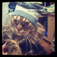 Животные в головных уборах