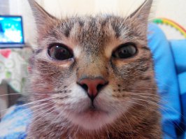 Пришла, уселась на живот и смотрит...