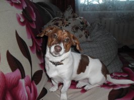 20 мохнатых проказников, которые никак не ожидали, что хозяин придет так рано