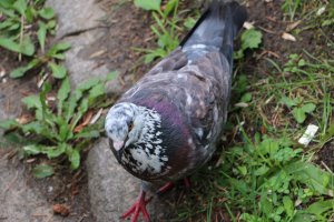 Вот я такого встретил!