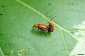 Приз зрительских симпатий конкурса «Микрокосмос»!