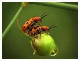 хвалиться не стану, на призы не претендую...