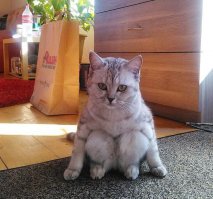 котник