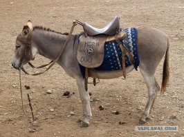 Масло меняю в спец. сервисе (не ТО), попутно и фильтра. Всегда спрашивают: надо менять или нет. 10-12 тыс. - замена. Не скажешь про фильтр - никто его не поменяет. Сижу в комнате отдыха - смотрю в камеры, там всё видно. Не хочу над душой у мастера стоять. за 10 лет обслуживания был только один косяк, кассир пробил 2 масляных и 2 топливных фильтра + 2 работы по их замене. Показал чек - извинились и пересчитали. P.S. После замены масла двигатель всегда начинает работать чуть по другому... если на 10000 км не заметишь, то если 20-30 тыс. масло не менять, то я уж не знаю. Хозяину такой машины нужно сменить ТС. Ниже на фото)))