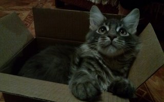 А это мой зверь в коробочке. Правда сейчас у него туда даже морда не лезет.