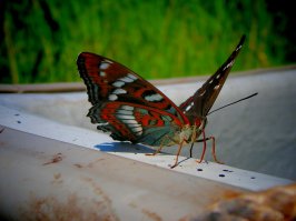 Тоже похвалюсь чуток.