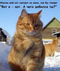 20 правил жизни настоящего котэ