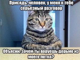 20 правил жизни настоящего котэ