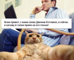 Эти собаки любят селфи больше, чем вы!