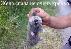 Мужик вырыл туннель под семейным ложем, дабы беспрепятственно посещать местный паб