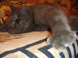 50 очаровательных спящих котят 