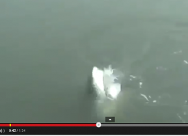 Байан конечно,но зачетный.откуда акула в реке?