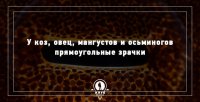 не знаю как у осьминогов, но у коз и овец зрачки овальные, растянутые. интересно, составитель овец видел? и тем более пас?
