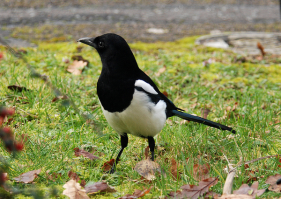 на гивке там где серый котэ,там сорока,а не ворона или ворон.и если автор не заметил,то пусть сравнит