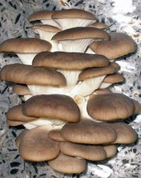 вот это вешенки