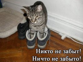 Купание котов