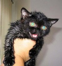 Купание котов