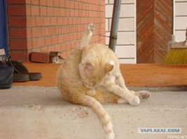 вот что кот делает