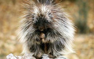 Добрые и пушистые