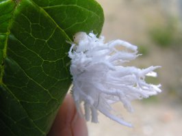 Что за бабочка? Ни разу не видел таких гусениц!